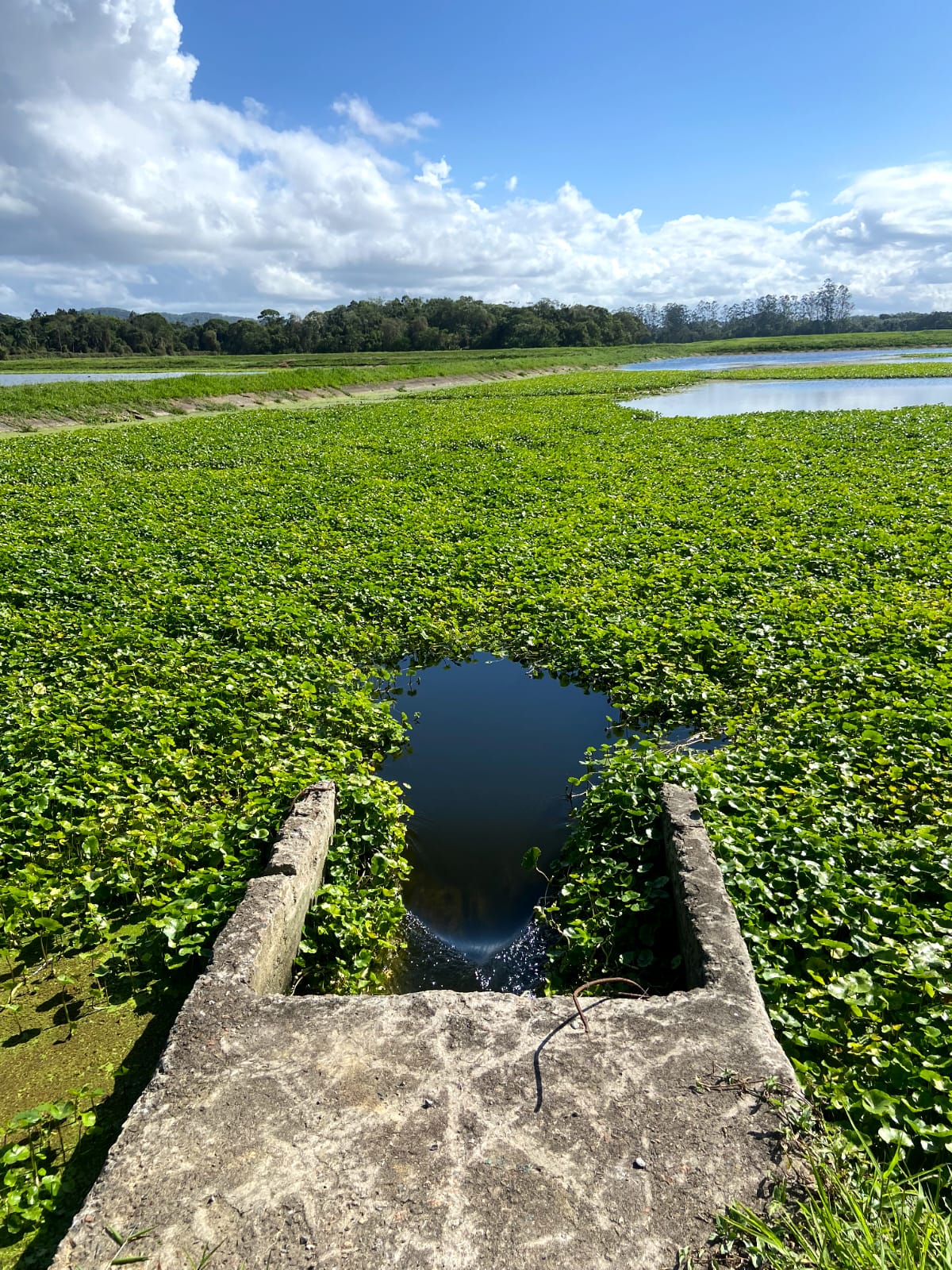 Phytorestore Brasil inicia os estudos de revitalização das lagoas da Estação de Tratamento de Esgoto do Jarivatuba